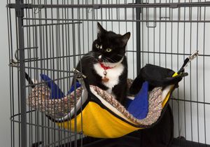 Zoey the cat in luxury cat boarding accommodations at Cranberry Hill Cattery
