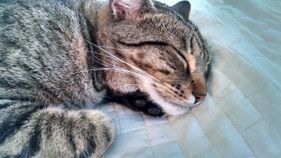 Axel the cat sleeping on blanket