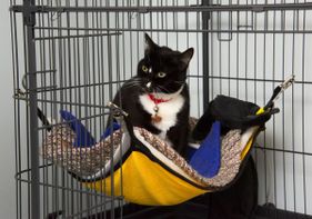 Zoey in a spacious cat condo