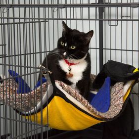 Zoey in a spacious cat condo