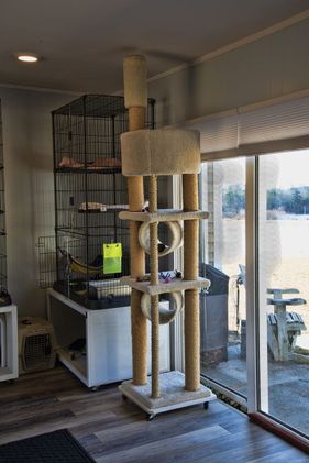 Cranberry Hill Cattery luxury cat boarding accommodations