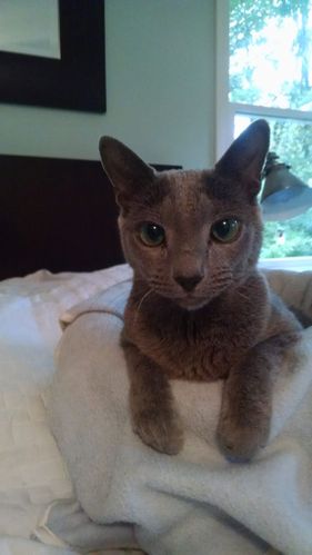 Kantor the cat