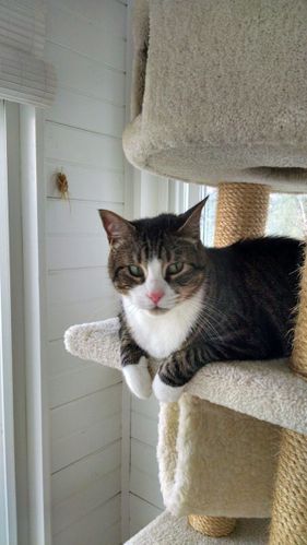 Herb the cat climbing on cat tower