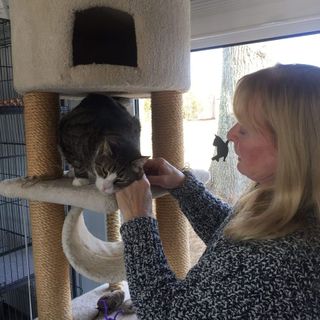 Photo of owner playing with cat