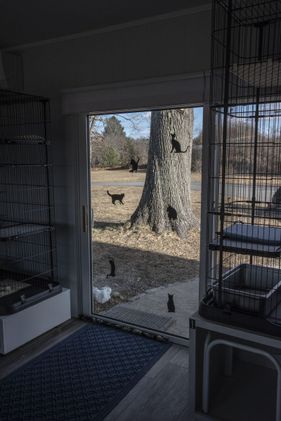 Cranberry Hill Cattery luxury cat boarding accommodations
