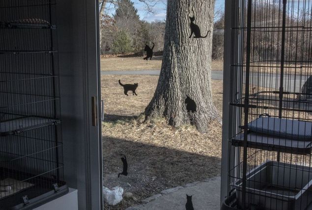 Large glass windows with views of birds and nature views at Cranberry Hill Cattery