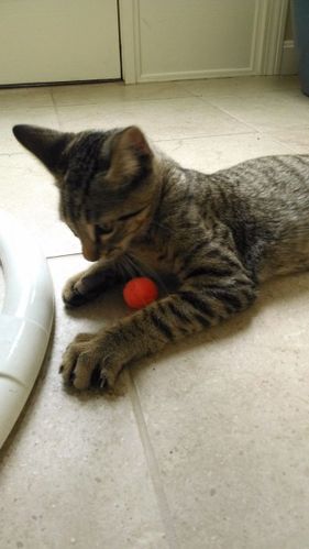 Axel the cat playing with a red ball