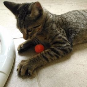 Axel the cat playing with a red ball