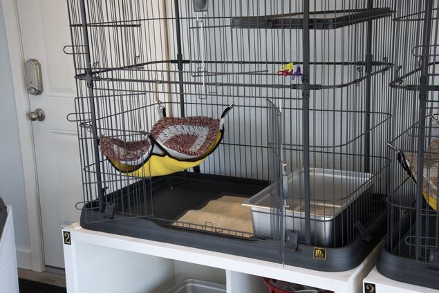 Cranberry Hill Cattery luxury cat boarding accommodations