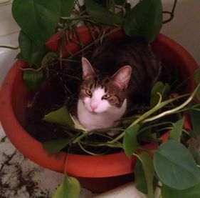 Francesca the cat playing in a pot