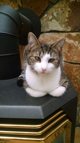 Francesca the cat